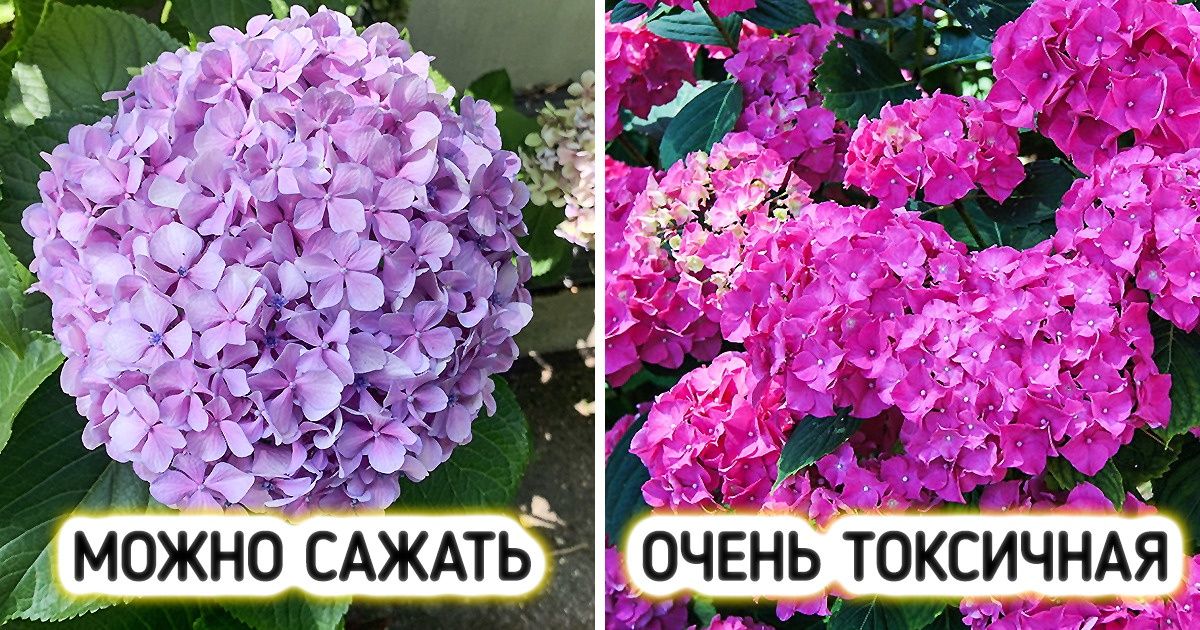 12 популярных растений для балкона и сада, которые не так безобидны, как кажутся 12 популярных растений для балкона и сада, которые не так безобидны, как кажутся