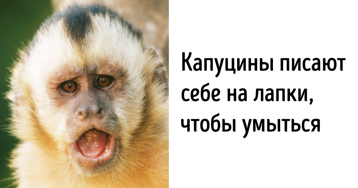 18 неудобных фактов о животных, о которых умолчали наши учителя биологии 18 неудобных фактов о животных, о которых умолчали наши учителя биологии