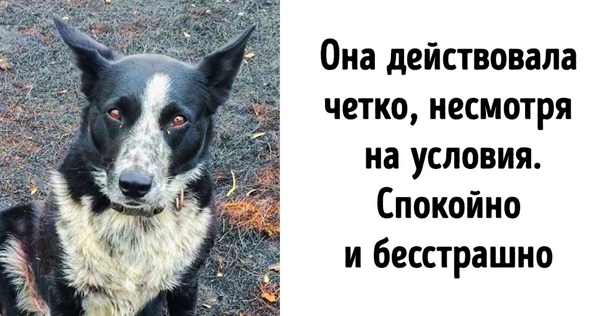 Собака показала пример небывалой отваги, защитив 900 овец во время австралийских пожаров