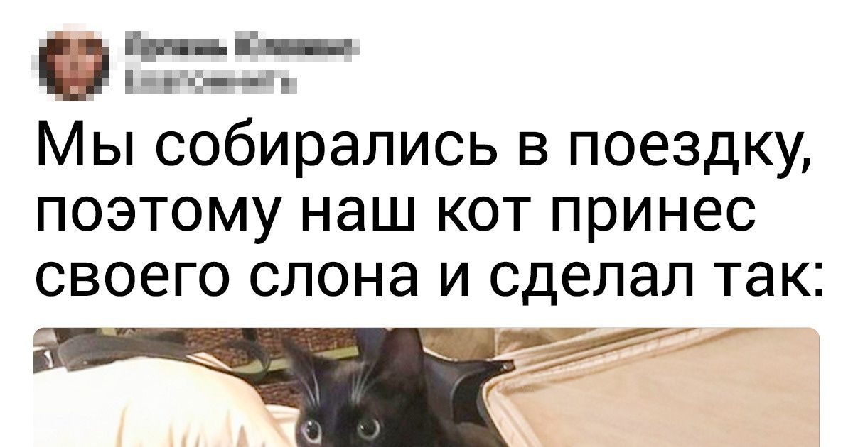 15+ трогательных фото животных, у которых особая связь с их любимыми игрушками