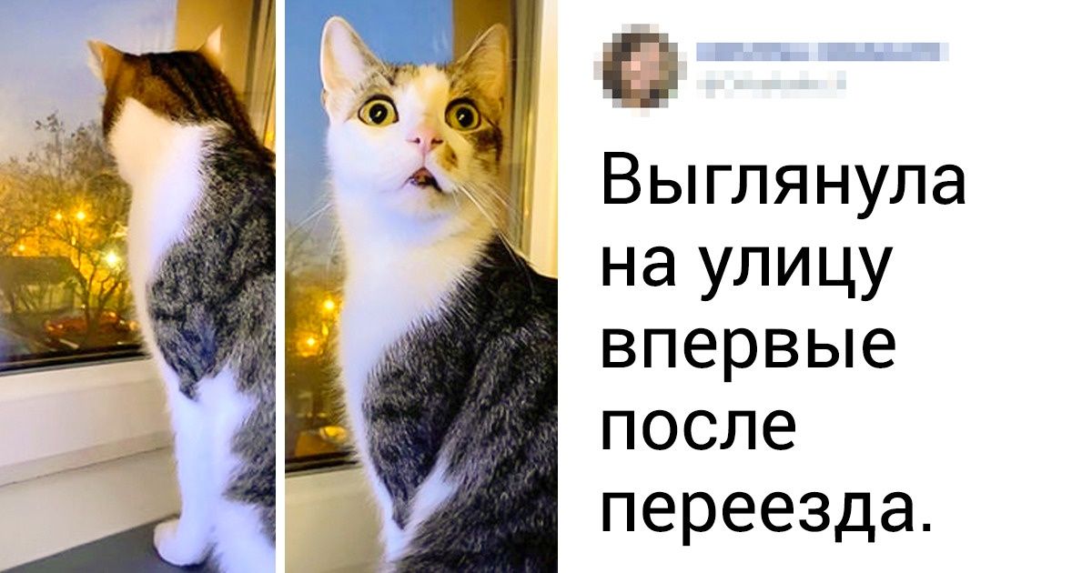 18 кошачьих привычек, которые заставляют людей восторженно пищать 18 кошачьих привычек, которые заставляют людей восторженно пищать