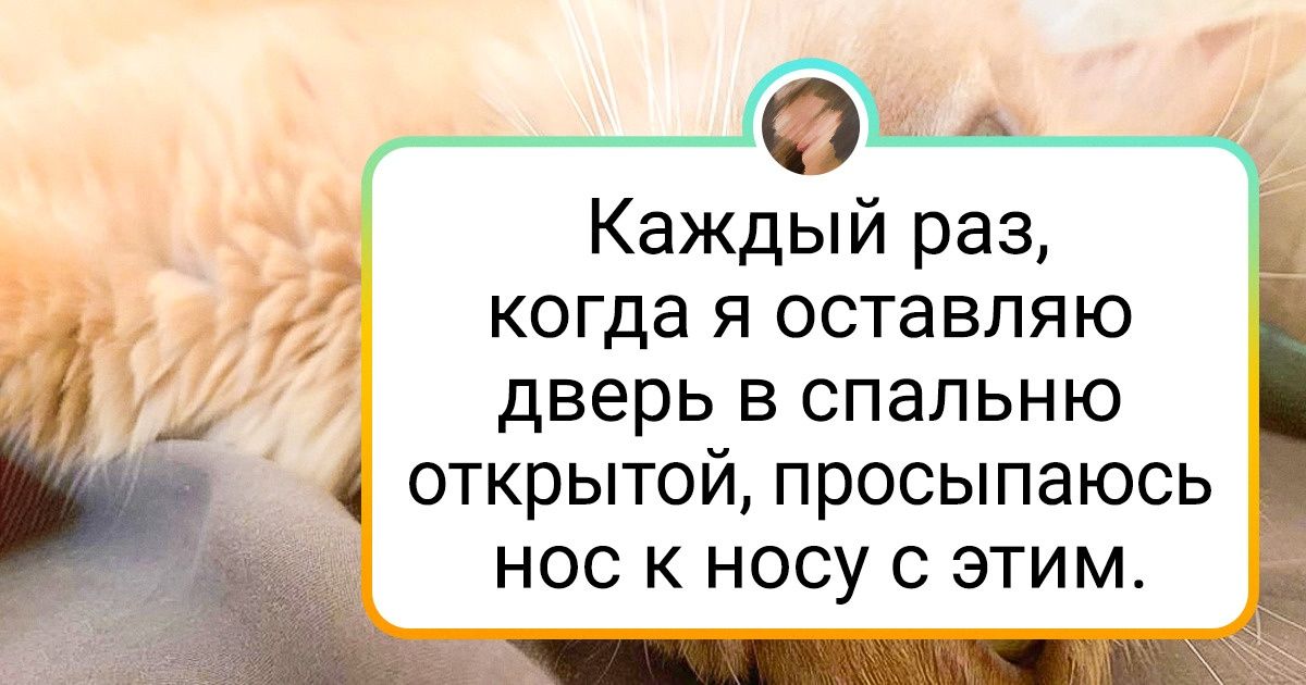 20+ пушистых мордочек, которые делают самые кошачьи вещи в мире и очень умиляют этим