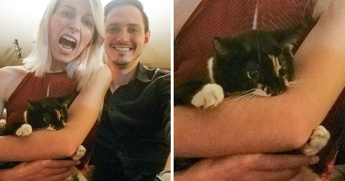 20+ человек, которые рассчитывали на море кошачьей любви, а получили океан проблем