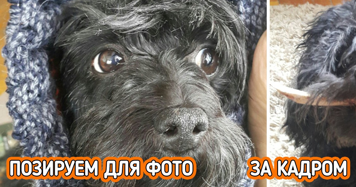 20+ хвостатых негодников, которых мы готовы обожать несмотря на их дурной характер 20+ хвостатых негодников, которых мы готовы обожать несмотря на их дурной характер