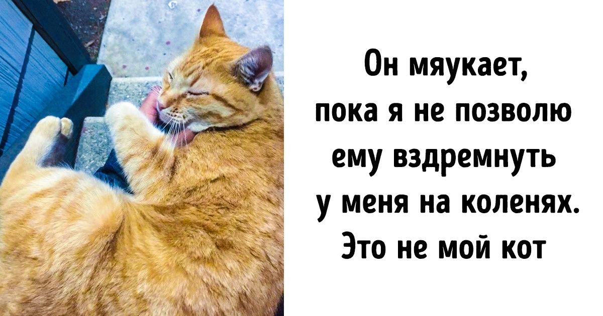 22 фото, которые доказывают, что животные на 99 % состоят из любви 22 фото, которые доказывают, что животные на 99 % состоят из любви