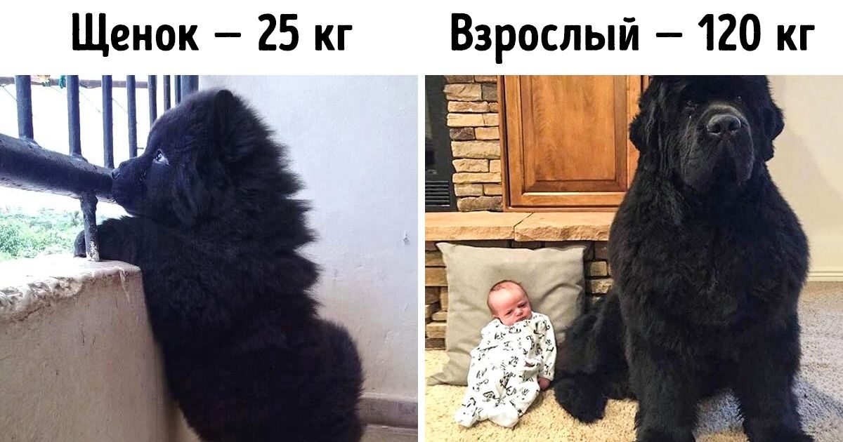 20+ раз, когда люди мечтали о ручном медведе, но завели собаку — и не прогадали 20+ раз, когда люди мечтали о ручном медведе, но завели собаку — и не прогадали