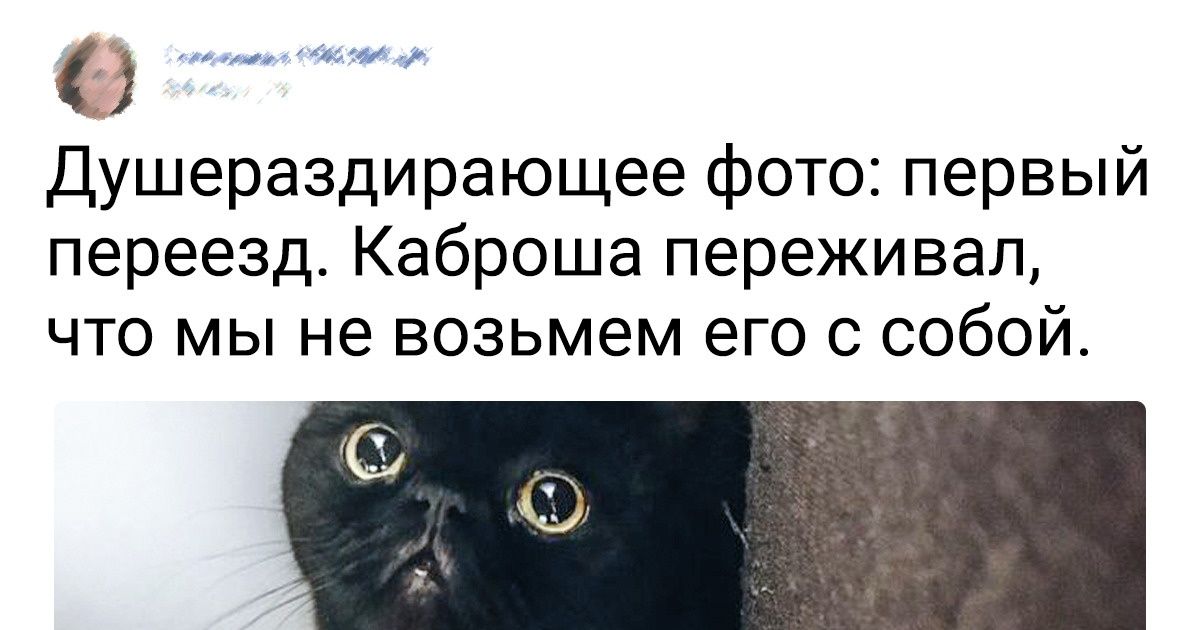 20+ пушистых, которые разобьют ваши сердечки, как первая любовь 20+ пушистых, которые разобьют ваши сердечки, как первая любовь