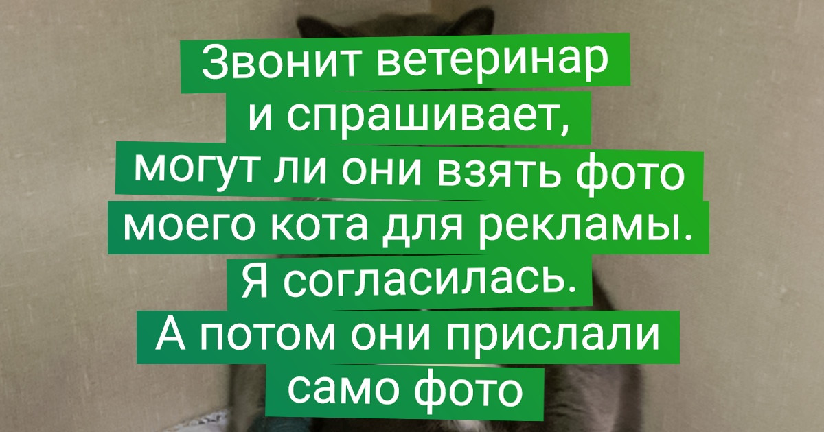 20+ доказательств того, что жизнь без котиков была бы слишком скучной 20+ доказательств того, что жизнь без котиков была бы слишком скучной