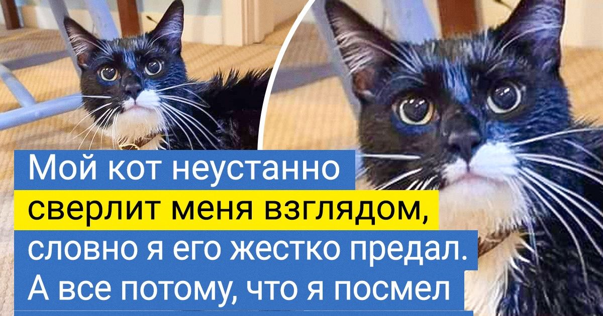 18 питомцев, которые осознали все коварство своих хозяев