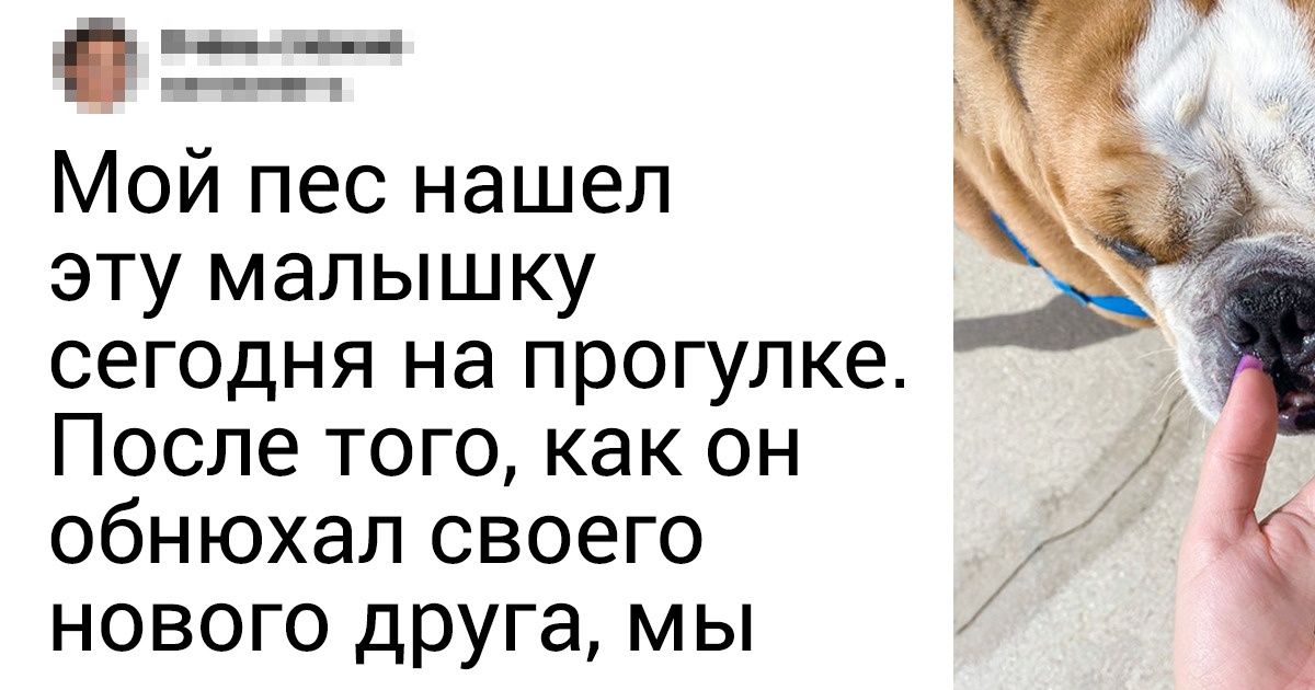 20+ детенышей животных, встреча с которыми стала нечаянной радостью 20+ детенышей животных, встреча с которыми стала нечаянной радостью