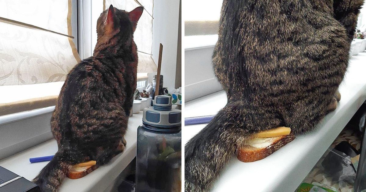 20+ ситуаций, которые будут понятны тем, кто является счастливым обладателем кота