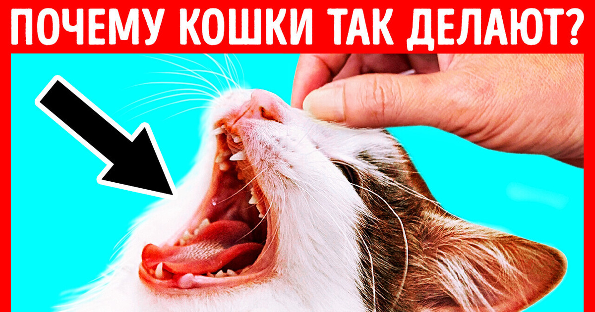 Если кошка зевает, когда вы поглаживаете ей нос, она вас любит! / AdMe