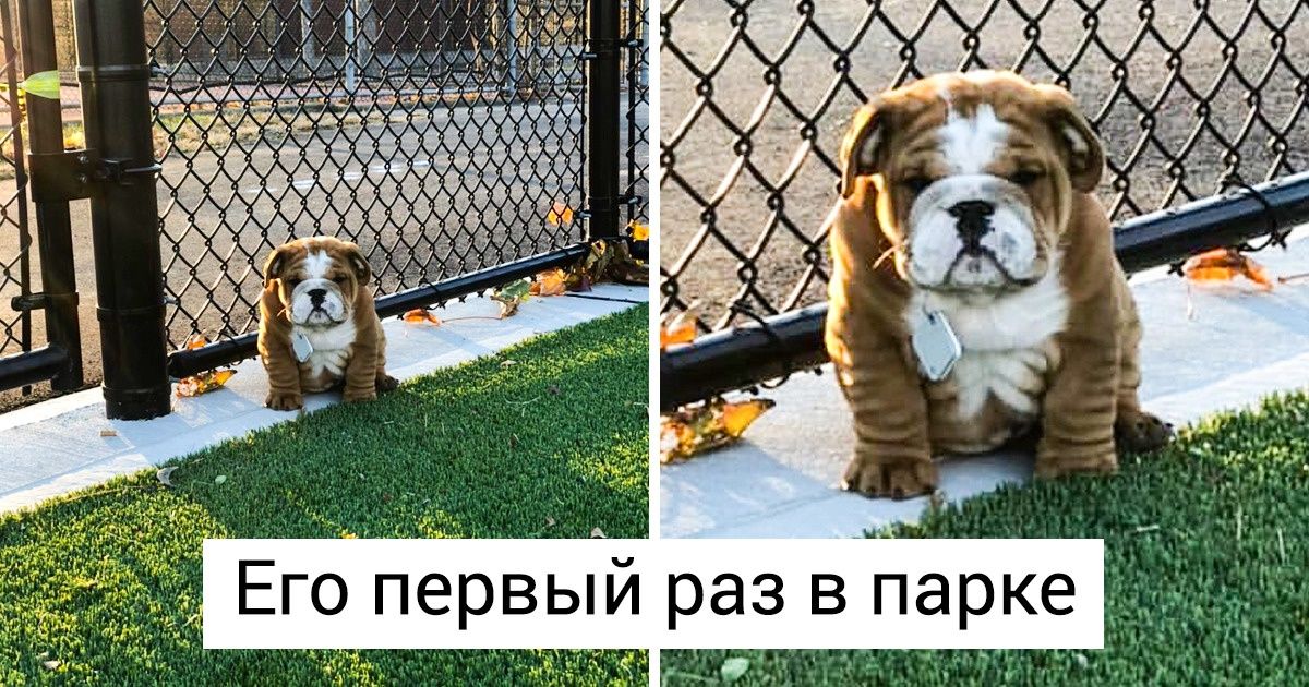 20+ странных животных, которые покорили нас раз и навсегда