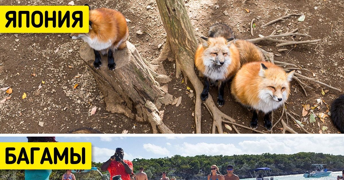 15 животных, которых можно встретить и покормить в разных странах мира, совсем как привычных нам голубей