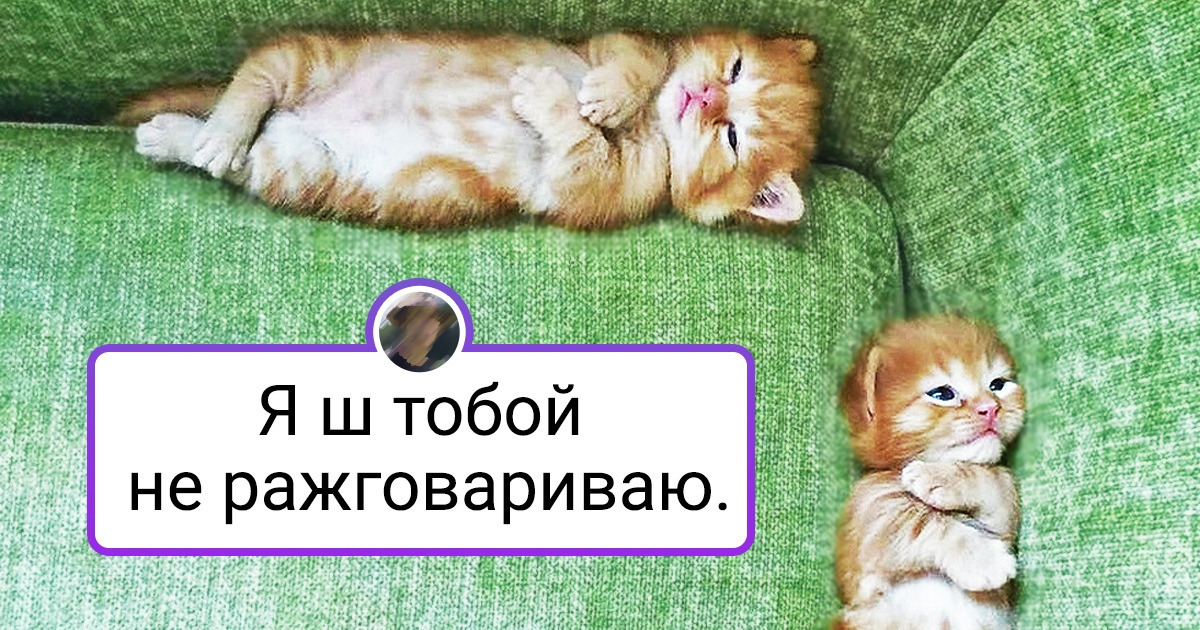 20+ метких подписей, которые делают фотки животных в сто раз уморительнее 20+ метких подписей, которые делают фотки животных в сто раз уморительнее