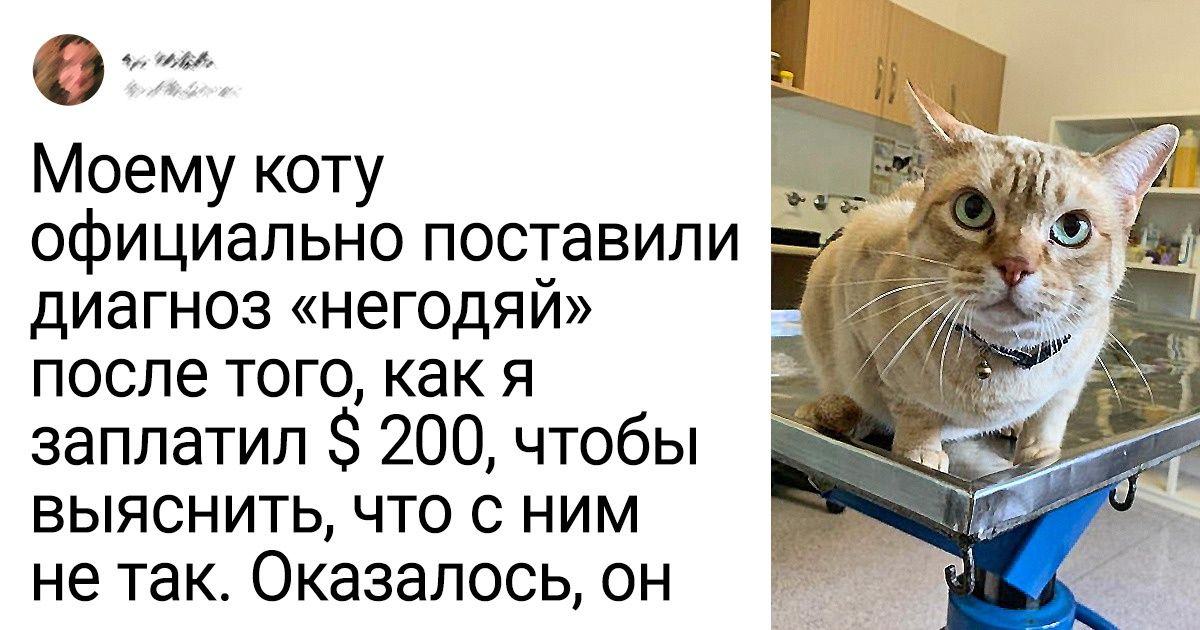 20 доказательств того, что наши котейки не всегда те булочки, за которых себя выдают 20 доказательств того, что наши котейки не всегда те булочки, за которых себя выдают