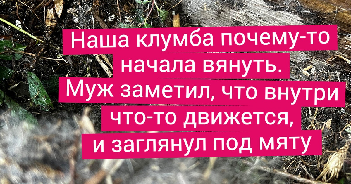 18 животных, которые настигли людей в самый неожиданный момент. И от этого у тех чуть сердце в пятки не ушло 18 животных, которые настигли людей в самый неожиданный момент. И от этого у тех чуть сердце в пятки не ушло