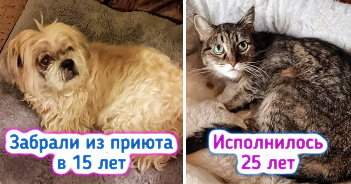 17 питомцев-старичков, которых хочется обнять и никогда не отпускать