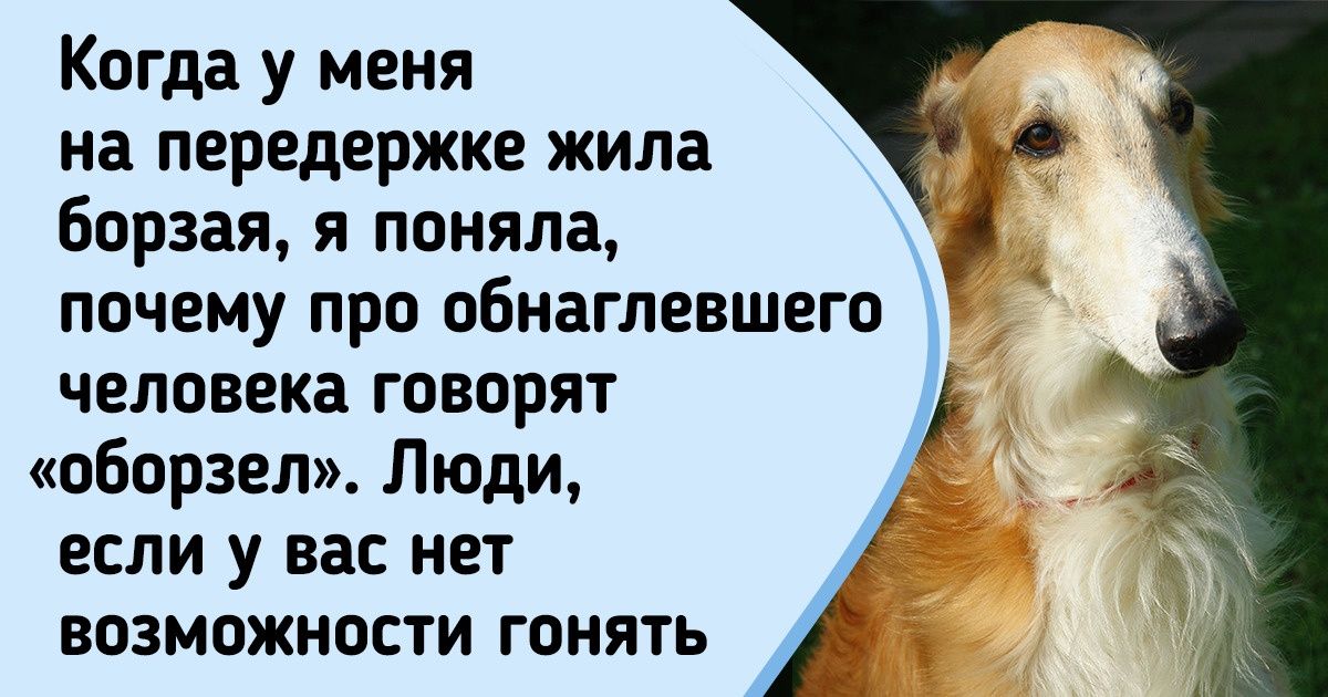 12 пород собак, представители которых имеют не только очаровательную мордашку, но и свои особенности 12 пород собак, представители которых имеют не только очаровательную мордашку, но и свои особенности