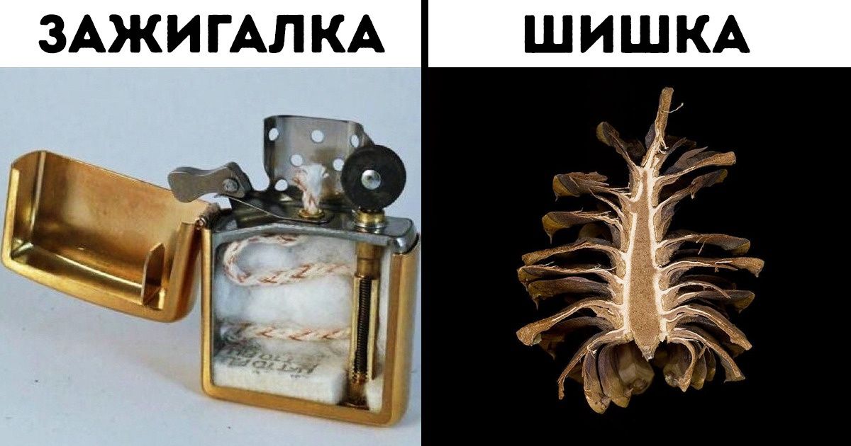 16 фотографий, которые покажут, как выглядят различные предметы в разрезе