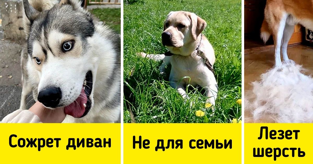 Щенки которые не портят мебель