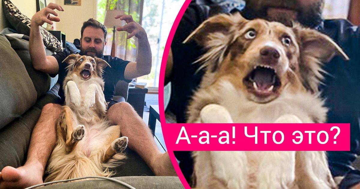 20+ собак, которые совершенно не умеют скрывать свои эмоции