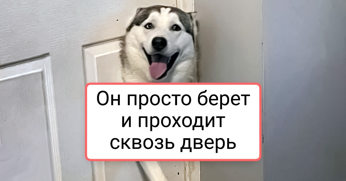 20+ фото животных, владельцы которых могли бы сказать: «У всех питомцы как питомцы, а у меня — обормот шерстяной» 20+ фото животных, владельцы которых могли бы сказать: «У всех питомцы как питомцы, а у меня — обормот шерстяной»