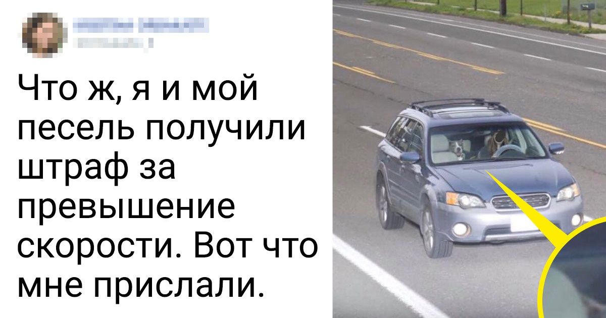 19 фото животных, которые раскроются по-настоящему, если их увеличить