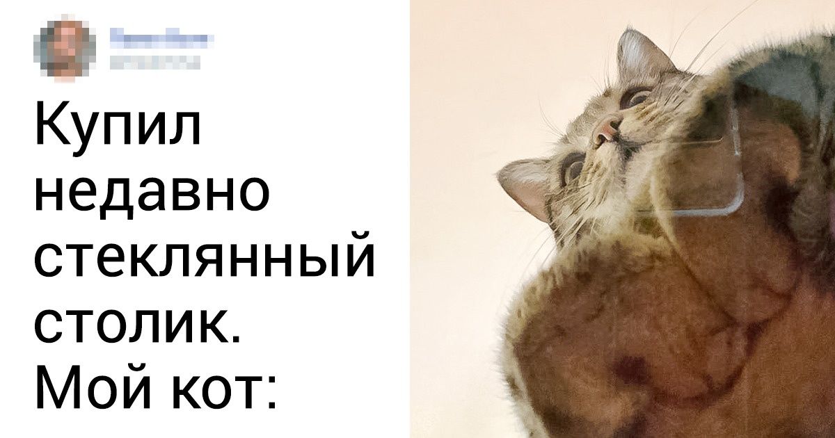 20+ котов, которые не упустят случая занять местечко получше