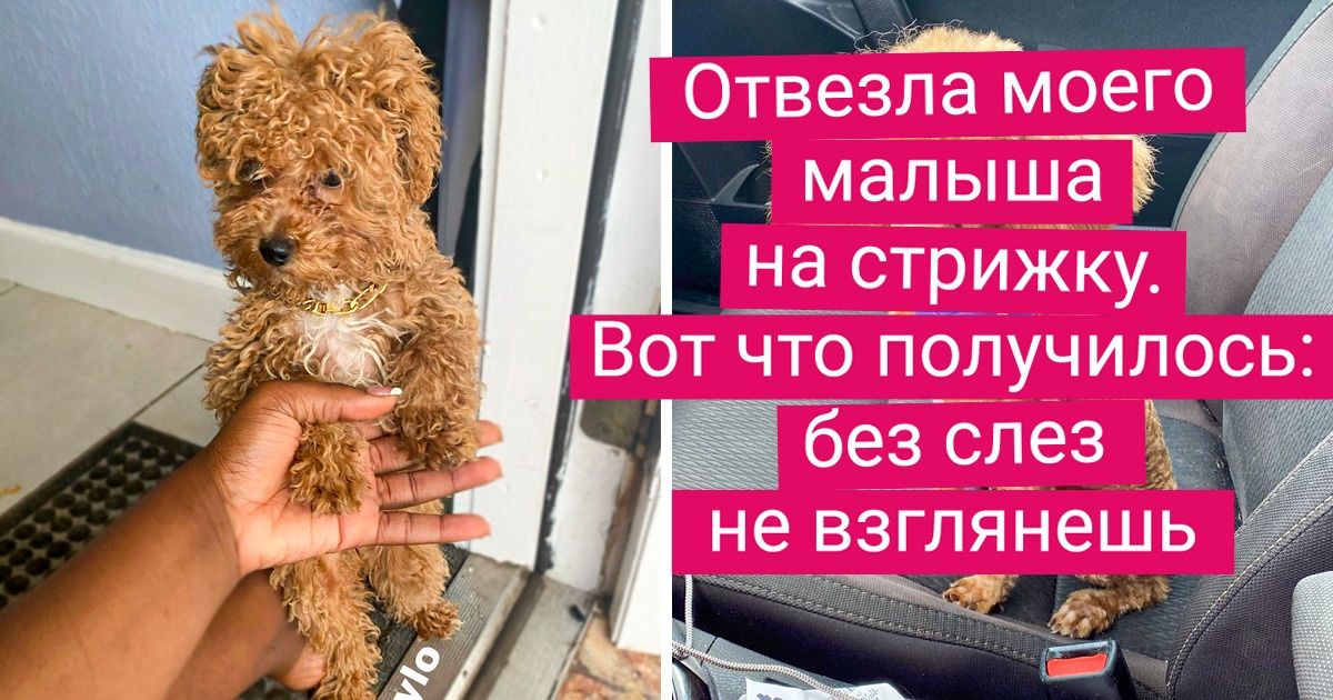 19 комичных доказательств того, что и собаки могут стать жертвами парикмахеров 19 комичных доказательств того, что и собаки могут стать жертвами парикмахеров