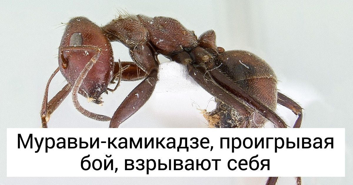 14 крутых фактов, о которых молчала ваша учительница по биологии