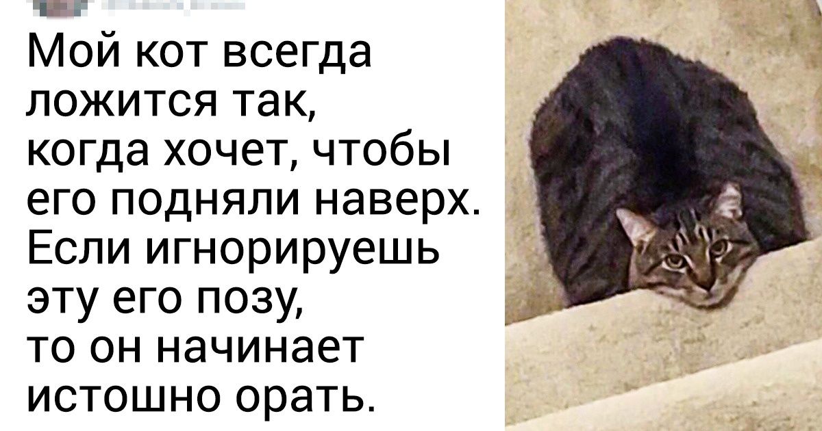 20 человек, которые хотели пушистого милаху, а получили кота с дюжиной странностей 20 человек, которые хотели пушистого милаху, а получили кота с дюжиной странностей