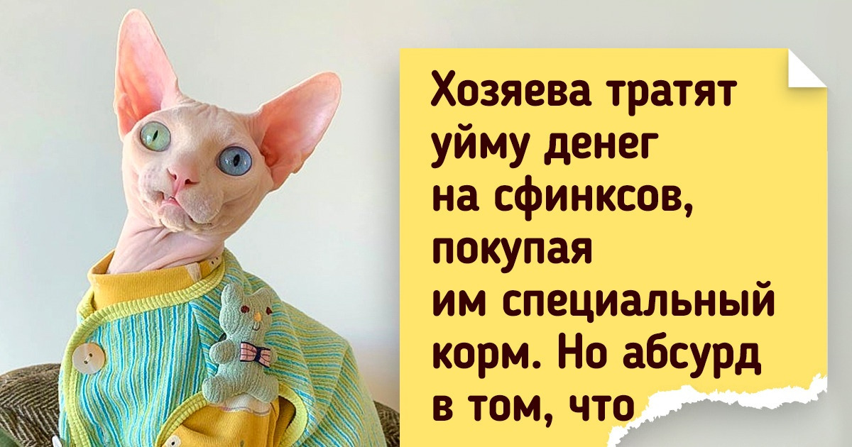 Почему сфинксы полысели и что в этих котах такого, что у них поклонники по всему миру Почему сфинксы полысели и что в этих котах такого, что у них поклонники по всему миру