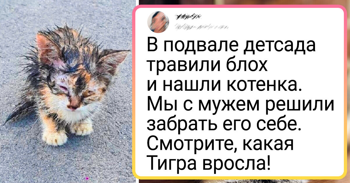 20+ котиков, которые возмужали и воспушали так, что теперь их и родная мама не узнает