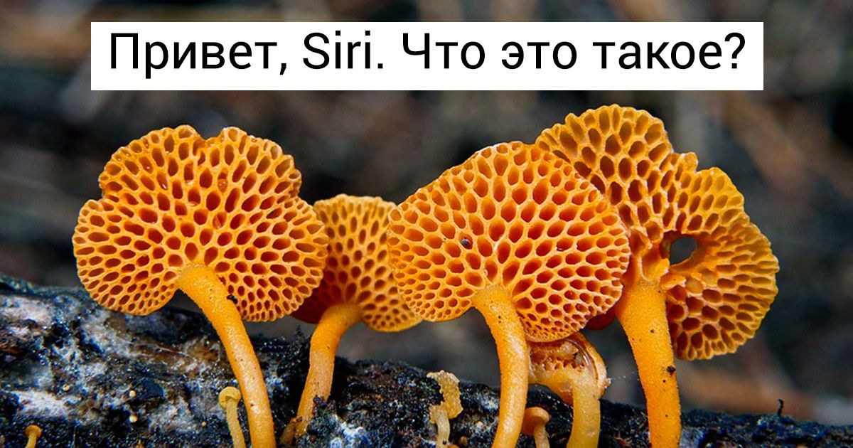 Почему Siri не всегда отвечает, когда вызываешь её голосом