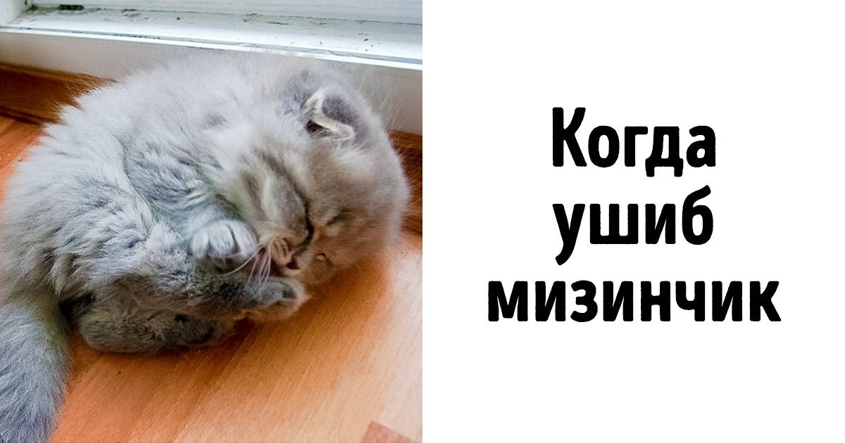 21 доказательство, что животные — это те же люди, только в шубках (Новая порция) 21 доказательство, что животные — это те же люди, только в шубках (Новая порция)