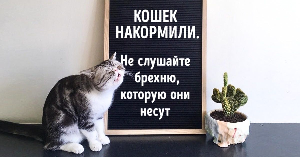 25 животных, которые никогда не скупятся на эмоции 25 животных, которые никогда не скупятся на эмоции