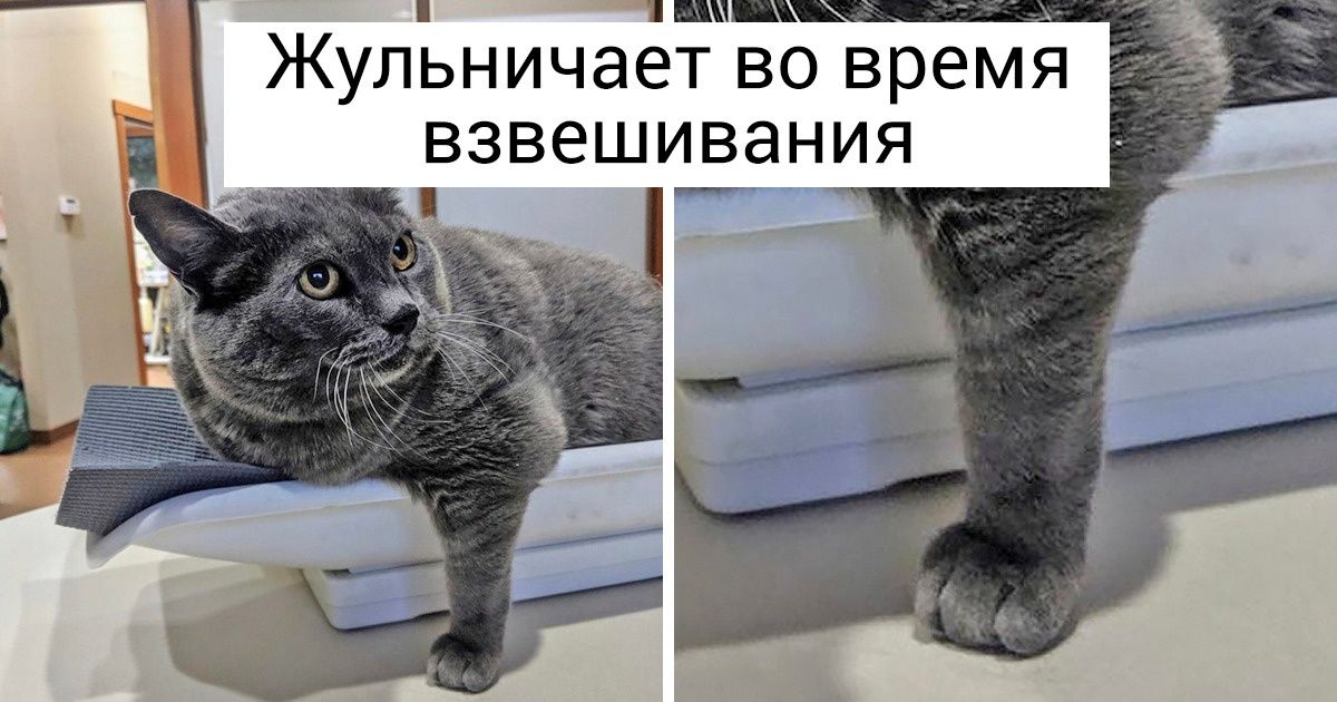 20+ животных, которые сражаются с лишним весом совсем как мы 20+ животных, которые сражаются с лишним весом совсем как мы