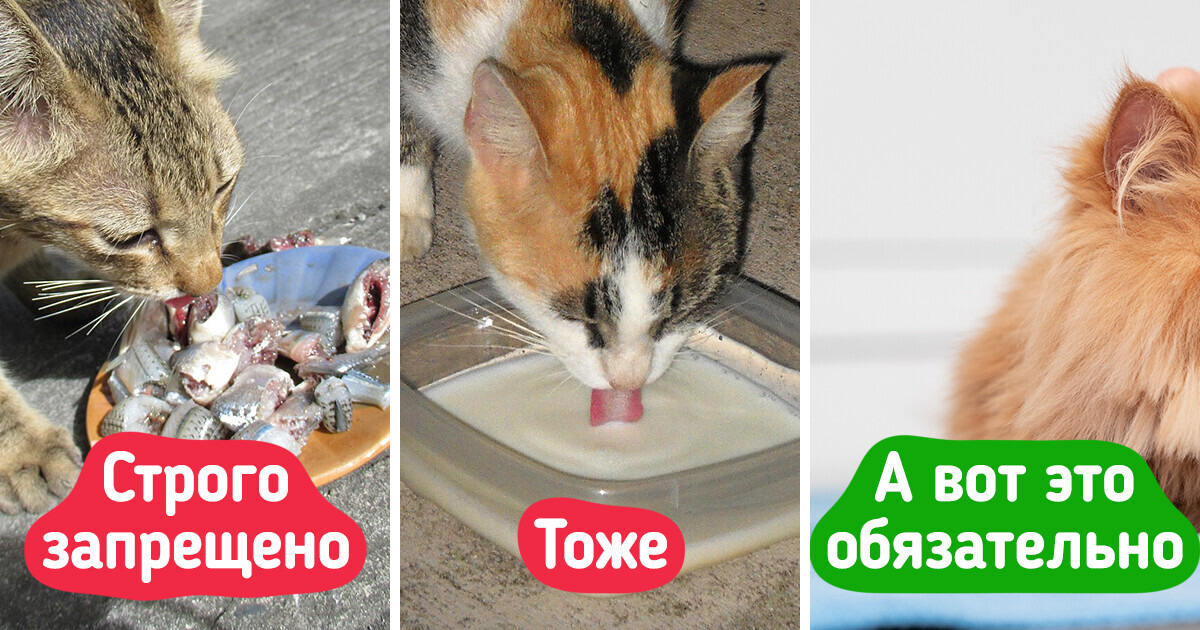 10 важных вещей, которые должны знать владельцы кошек 10 важных вещей, которые должны знать владельцы кошек
