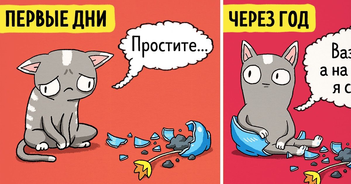 10 комиксов о том, как выглядят отношения с котом в первые дни совместной жизни и через год 10 комиксов о том, как выглядят отношения с котом в первые дни совместной жизни и через год
