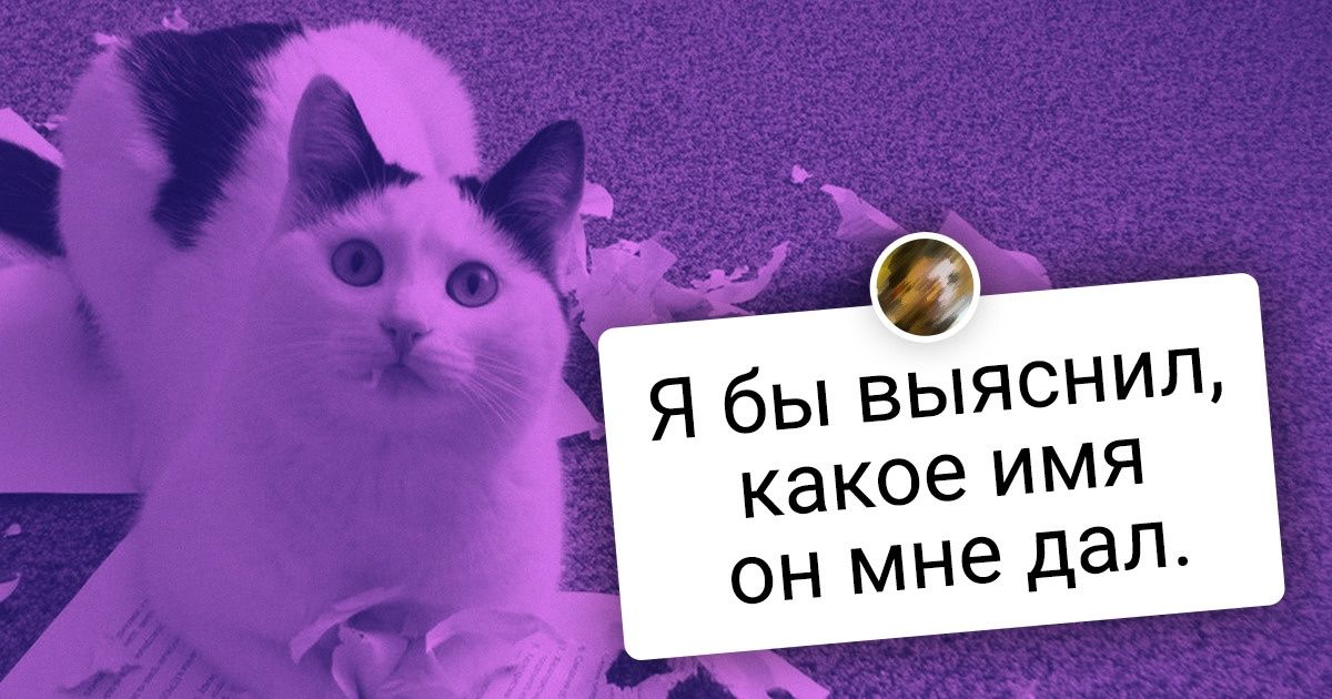 20+ человек рассказали, как они поступили бы, если бы домашний питомец неожиданно начал говорить 20+ человек рассказали, как они поступили бы, если бы домашний питомец неожиданно начал говорить