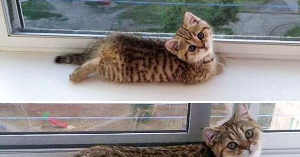 20+ домашних животных, которые выросли, но их привычки остались прежними 20+ домашних животных, которые выросли, но их привычки остались прежними