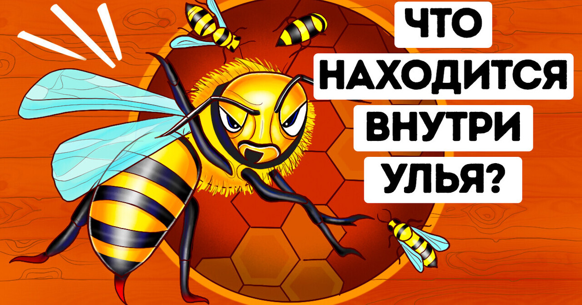 Что бы вы увидели, если бы могли войти в улей Что бы вы увидели, если бы могли войти в улей