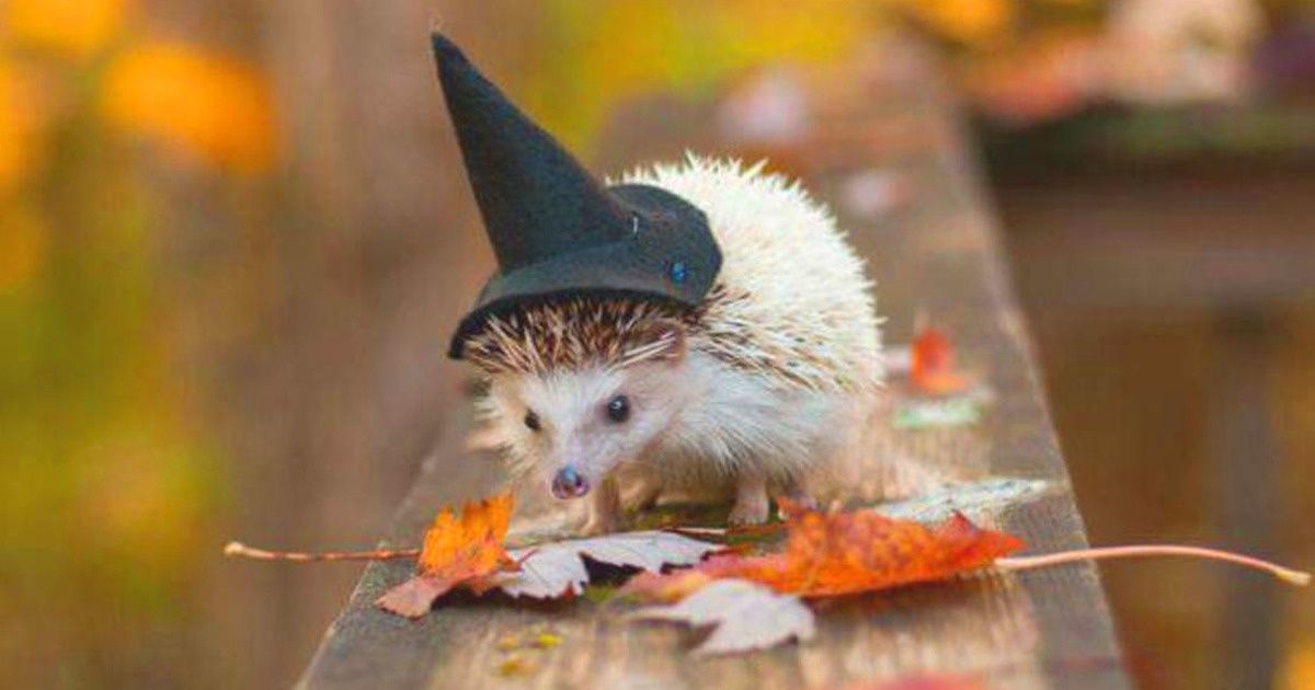 15+ фотодоказательств того, что осень — это время эстетического наслаждения