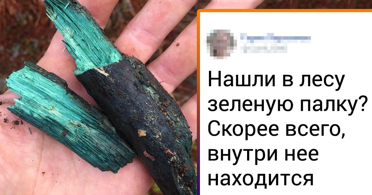20+ человек, у которых обычный поход за грибами превратился в настоящее приключение 20+ человек, у которых обычный поход за грибами превратился в настоящее приключение