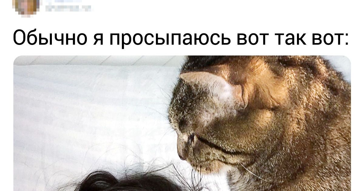 16 котов, которые ни секунды не могут прожить без своего человека