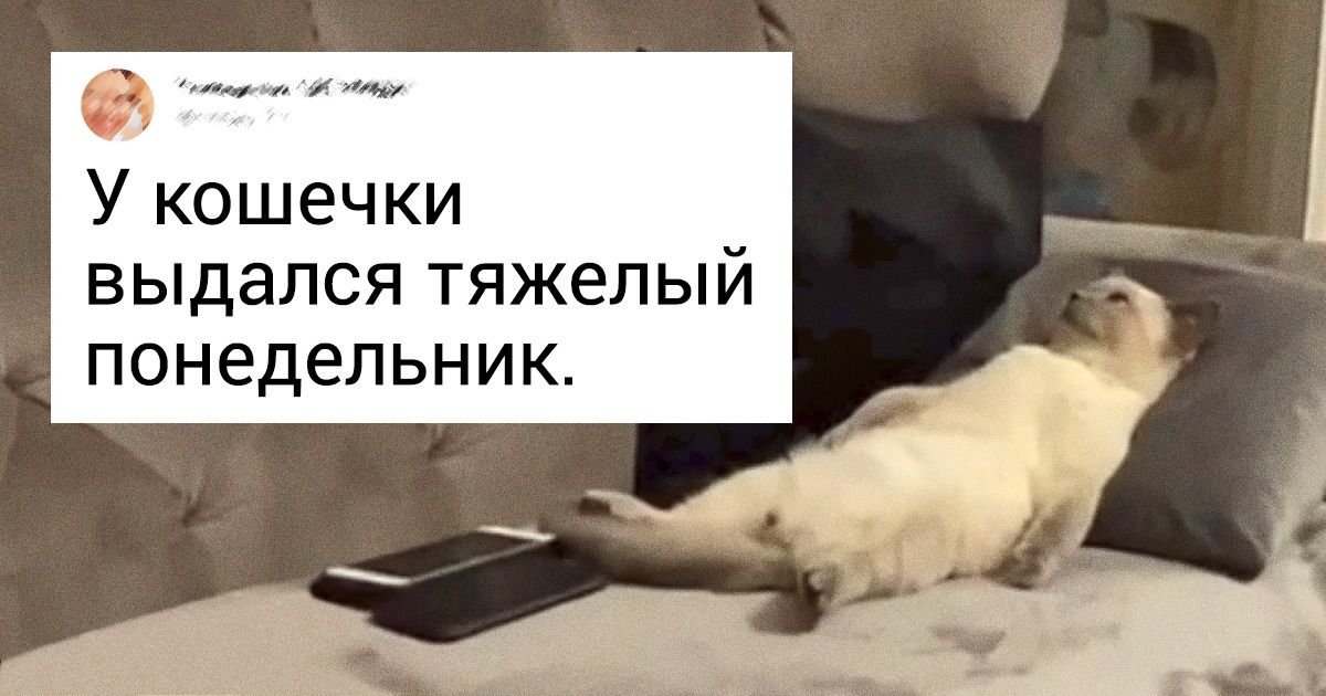 23 шерстяных комочка, у которых мимимишность с рождения прокачана на все 100 % 23 шерстяных комочка, у которых мимимишность с рождения прокачана на все 100 %