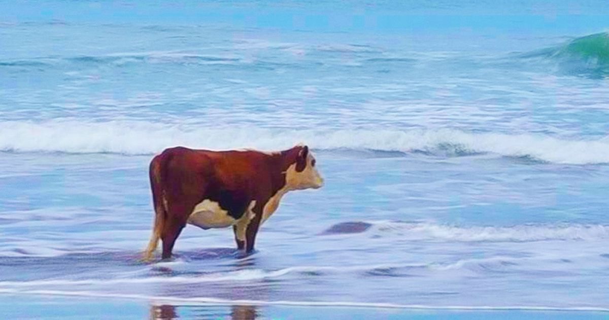 26 фотографий, к которым у нас вагон и маленькая тележка вопросов