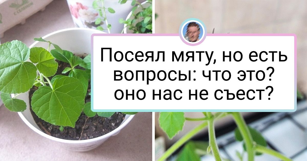 20+ мужчин, которые вырастили такое, что у бывалых садоводов глаза на лоб лезут 20+ мужчин, которые вырастили такое, что у бывалых садоводов глаза на лоб лезут