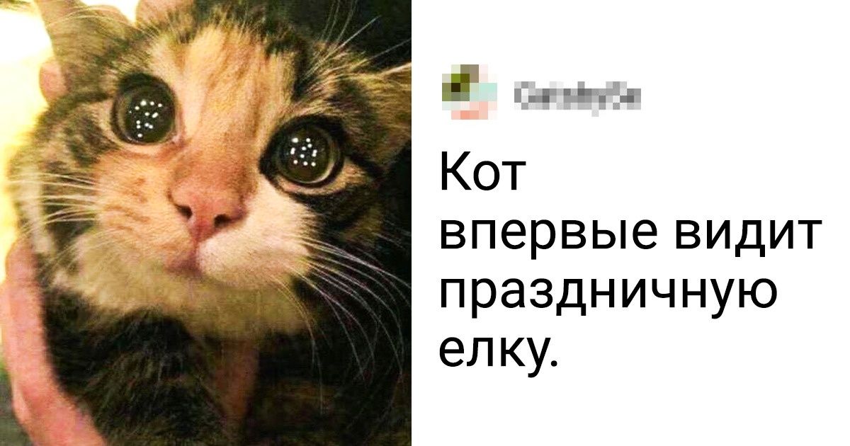 20+ домашних любимцев, которые уже ощутили всю атмосферу приближающегося Нового года